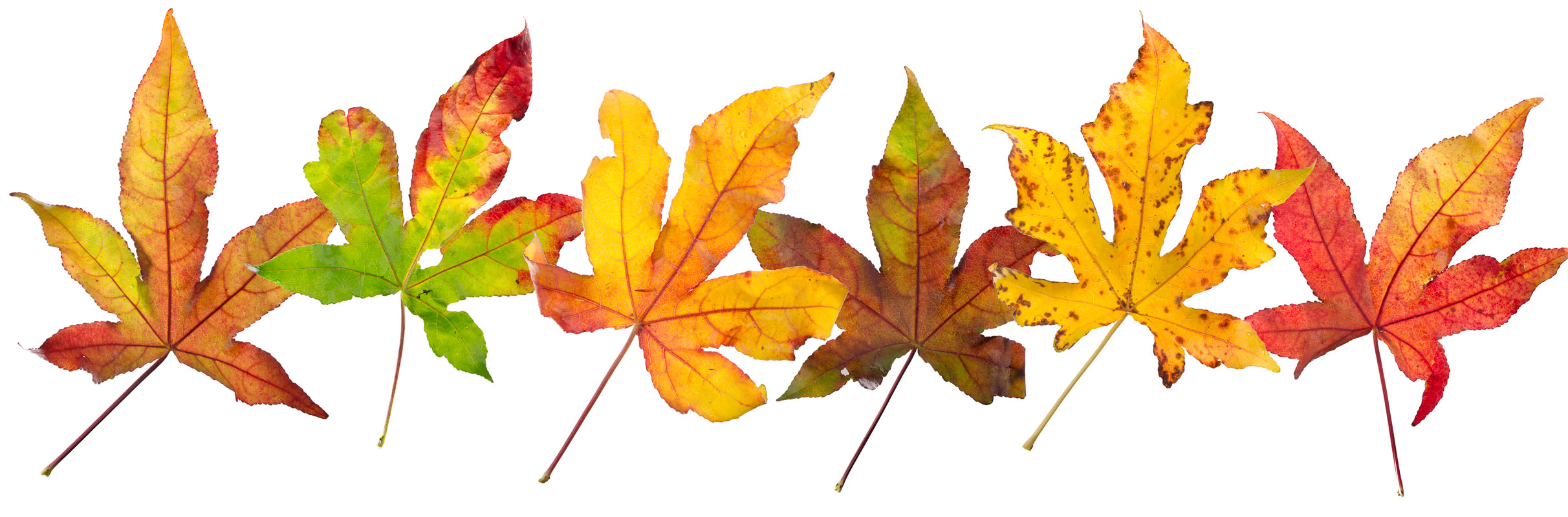 Middelen Banket Meter Prachtige herfstbladeren van onze amberboom - ActiV - Vrijetijdscomplex -  Tongeren